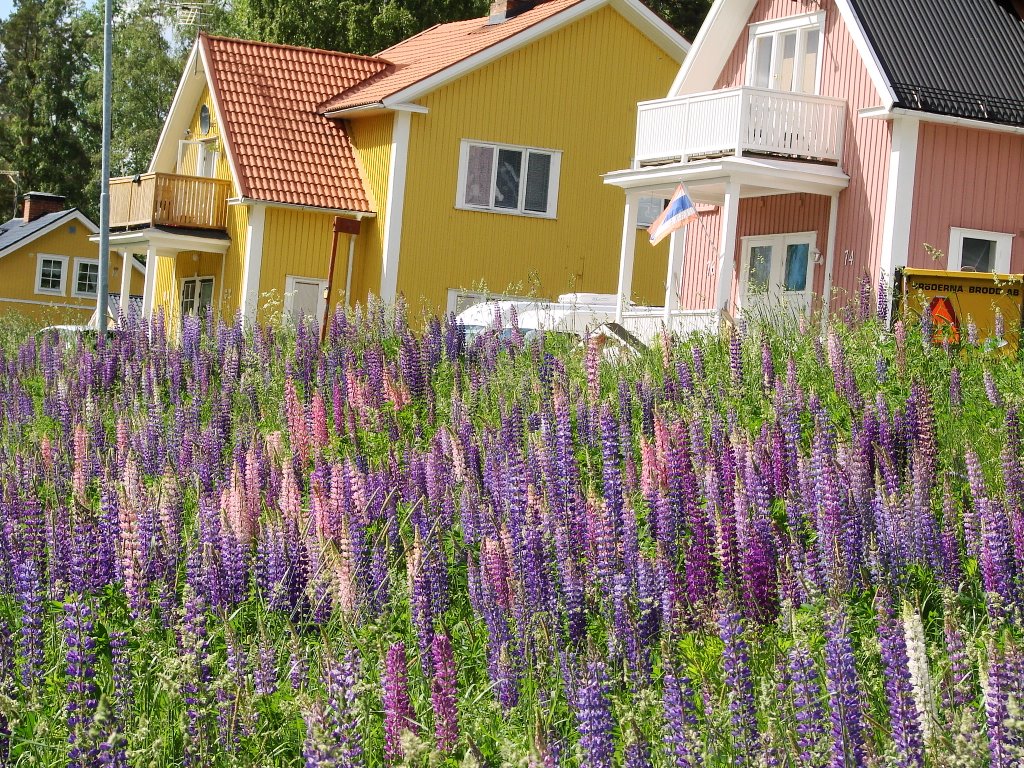 Sweden-Söderhamn-Bergvik-Vansätter-Hagstihen-lupin-sommar by oljaolja