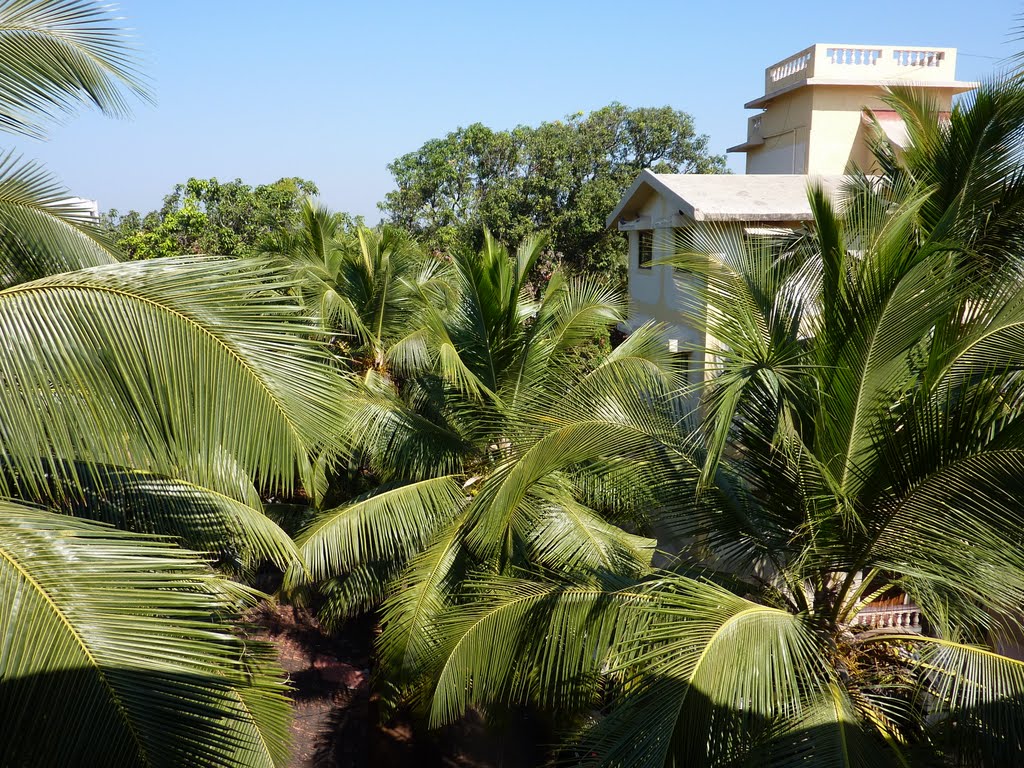 Candolim, Goa, India by неравнодушный