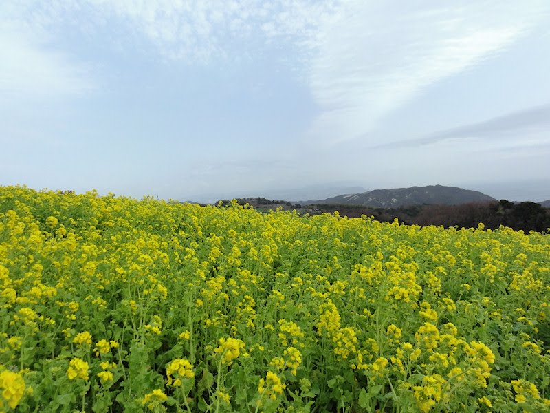 あわじ花さじき 菜の花畑 春 淡路島 by awaji-oyaji