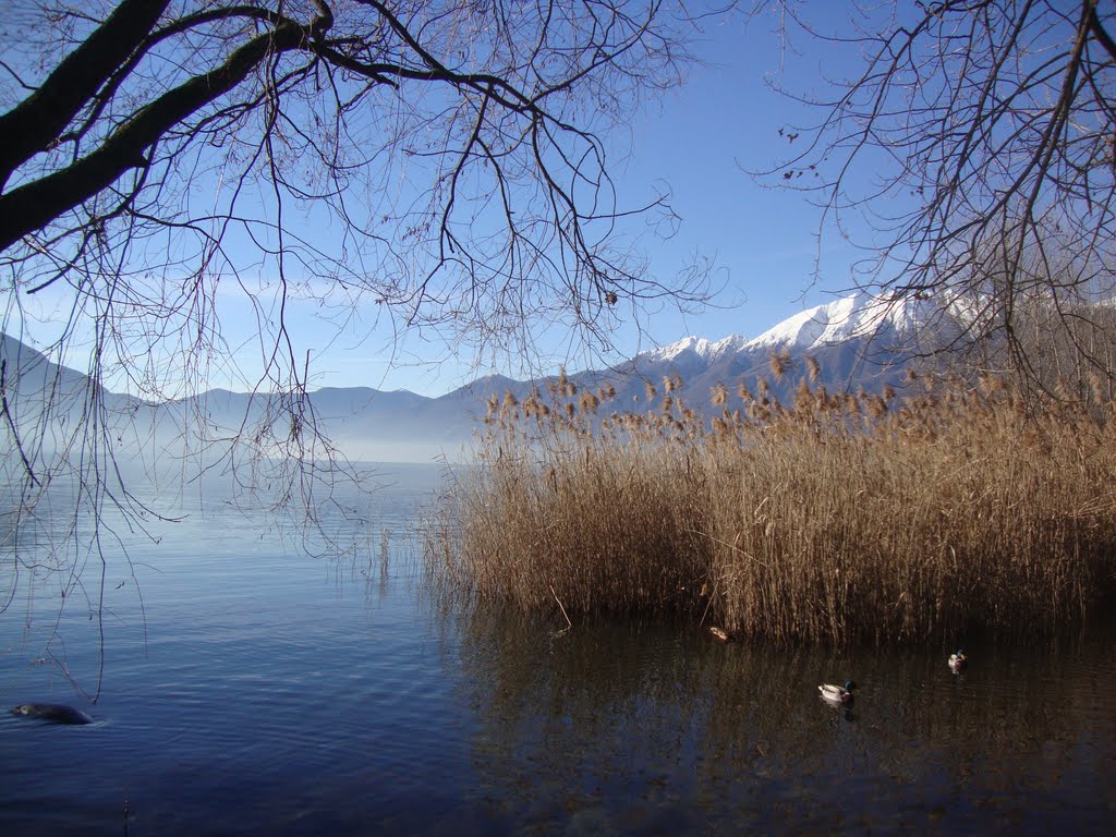 Svizzera, Ascona - mattino sul lago 1 by Allievi R