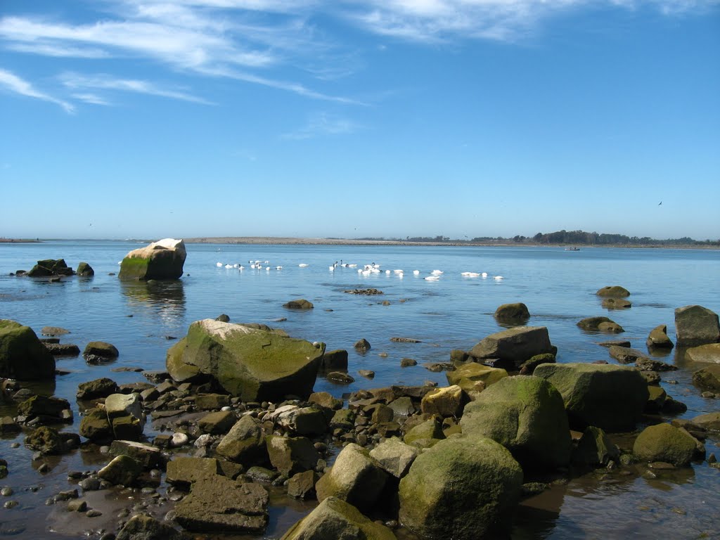 Cisnes en el Rio Maule by ♠ Christian Latorre