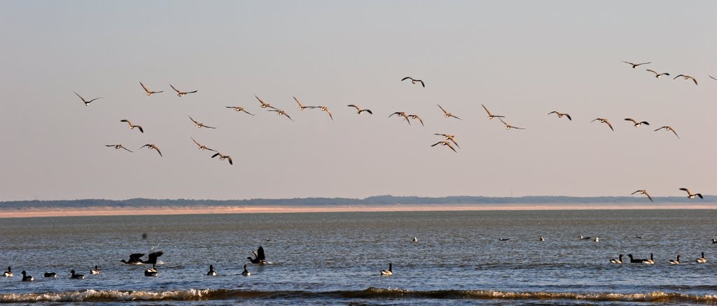 Les oies sauvages by Mark Jone