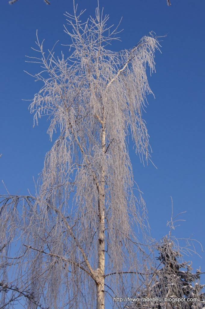 Radebeul im Winter 2010 by Ferienwohnung Pohle und Priske