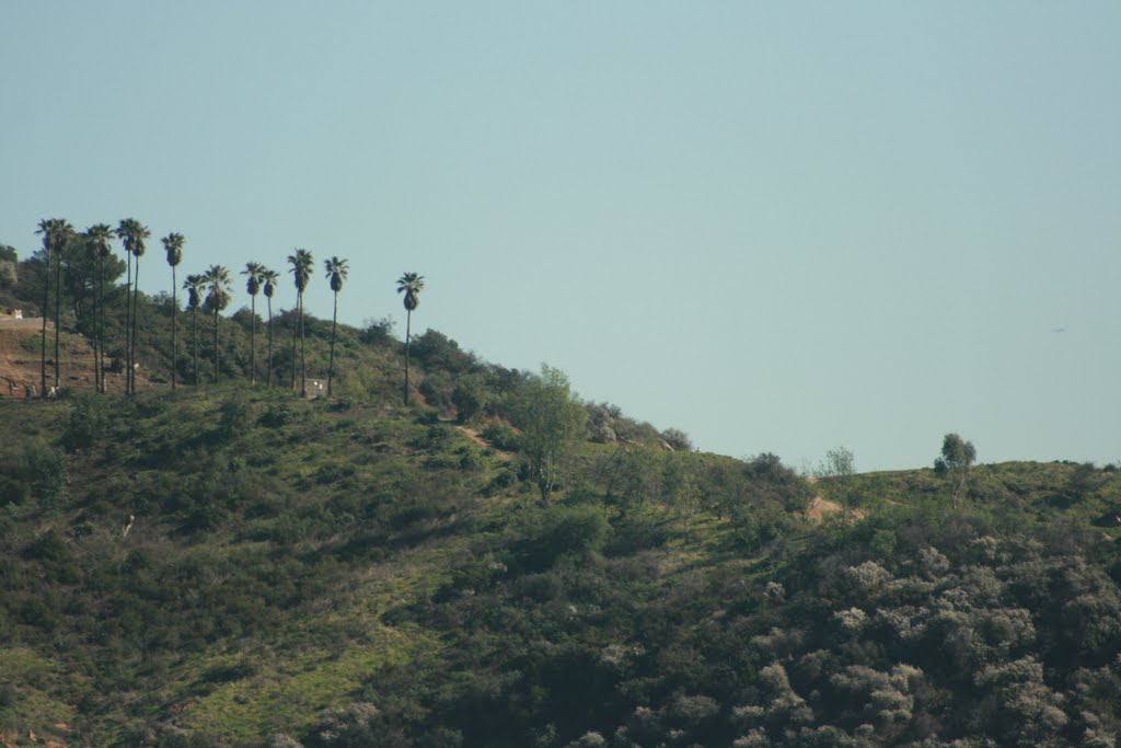 Palms on hillside by ghentmills