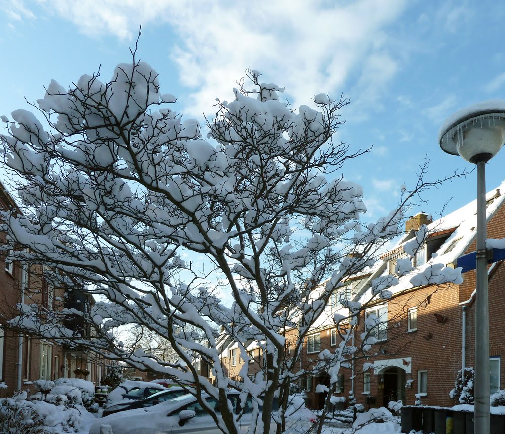 HOLLAND, Zoetermeer: Hoekerkade in winter wear: snowcapped tree and lamppost with icicles by Nell van den Bosch -…