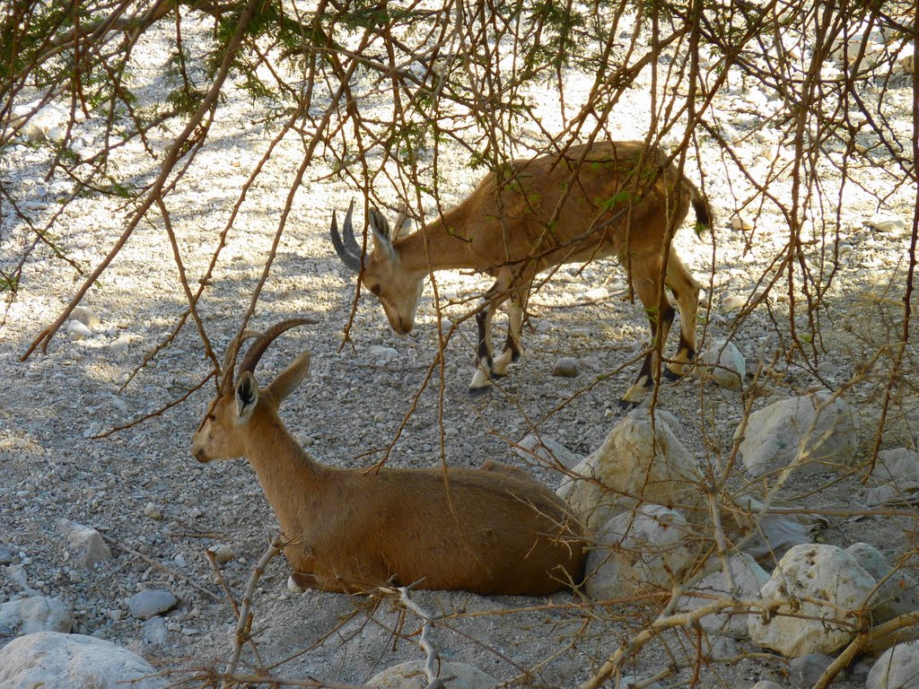 Pair of Ibex by Mujaddara