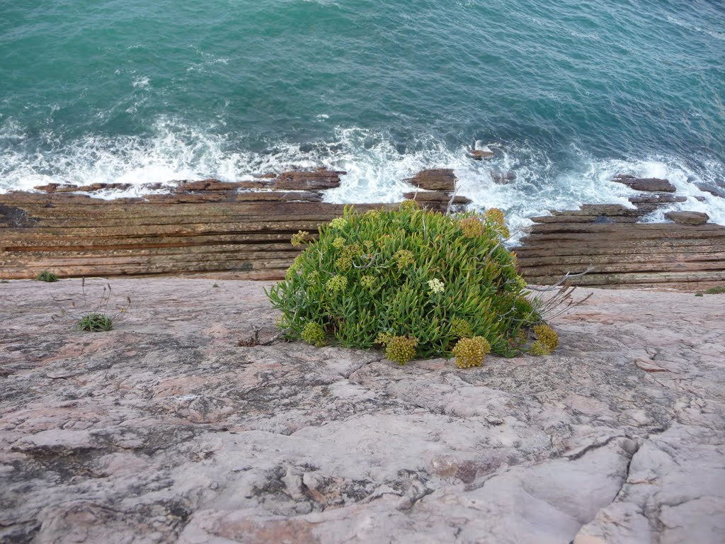 Supervivencia en la roca (Zumaia) by karmarx