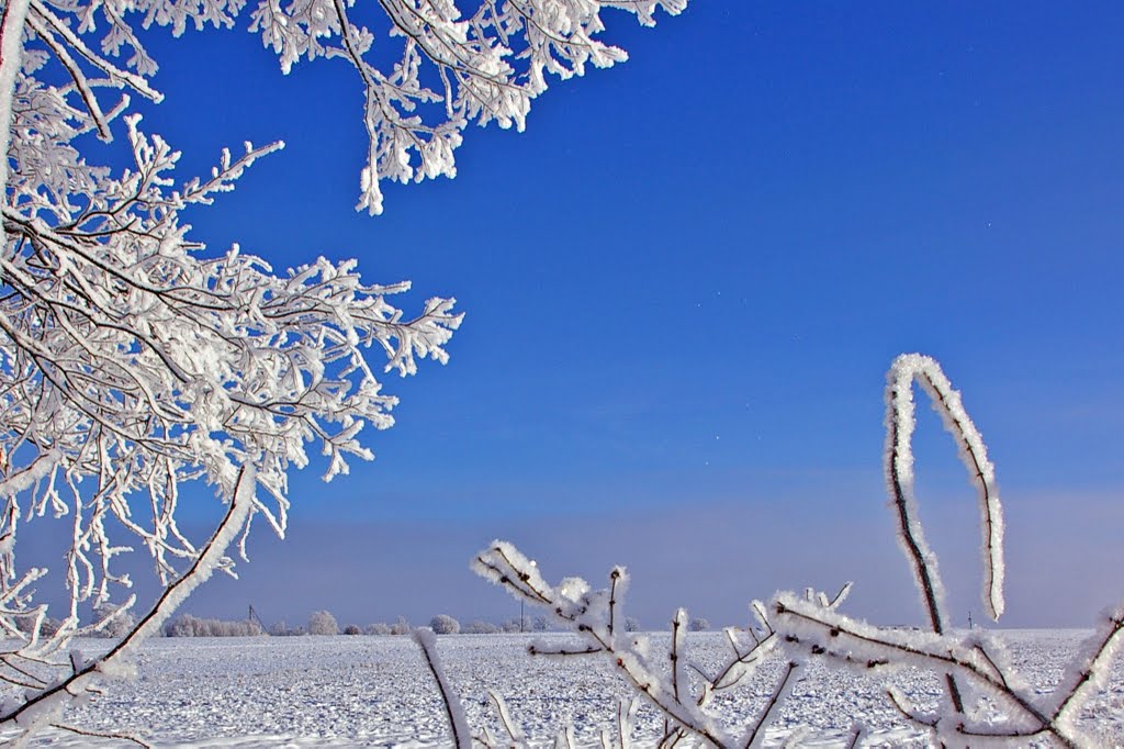 Frozen frost and snowy field, Columia, MO by Todd Stradford