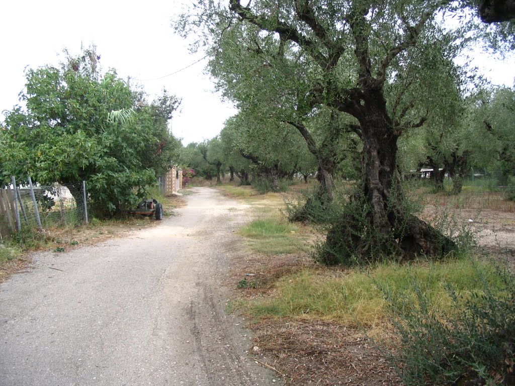 Zakynthos_Olive Tree by Daniel Felea