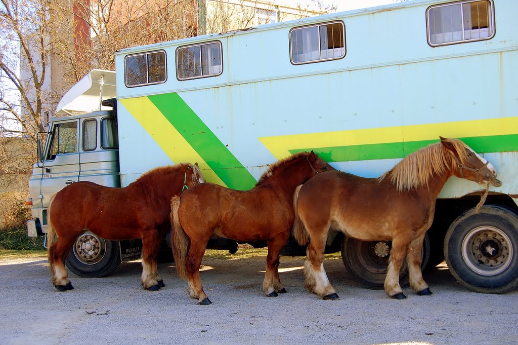 Cavalls de tir, Vilafranca del Penedes, Barcelona by Angela Llop