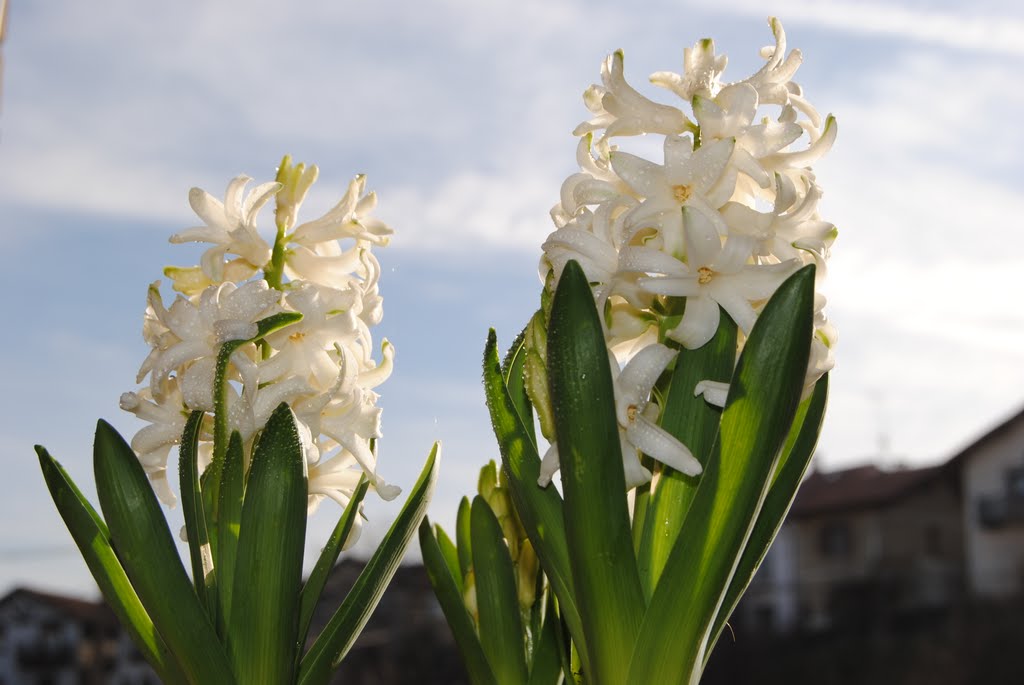 Brotes en invierno (Hyacinthus blanco) by Txarli