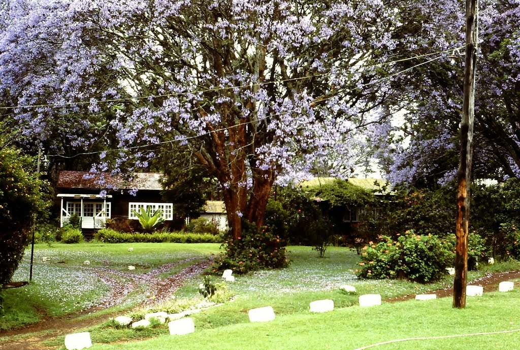 Flowering Jacaranda trees , Northend of Nairobi, Kenya by R. Halim