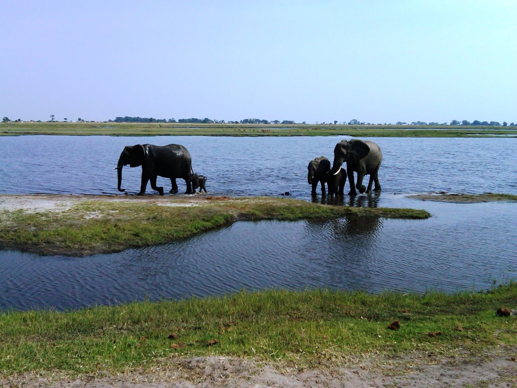 Elephants with baby next to Chobe river. October 2010 by pieterbotha