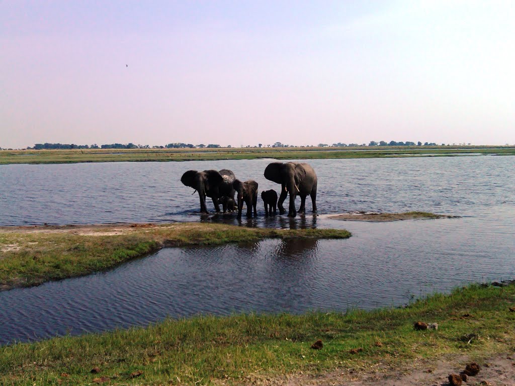 Elephants with baby next to Chobe river. October 2010 by pieterbotha