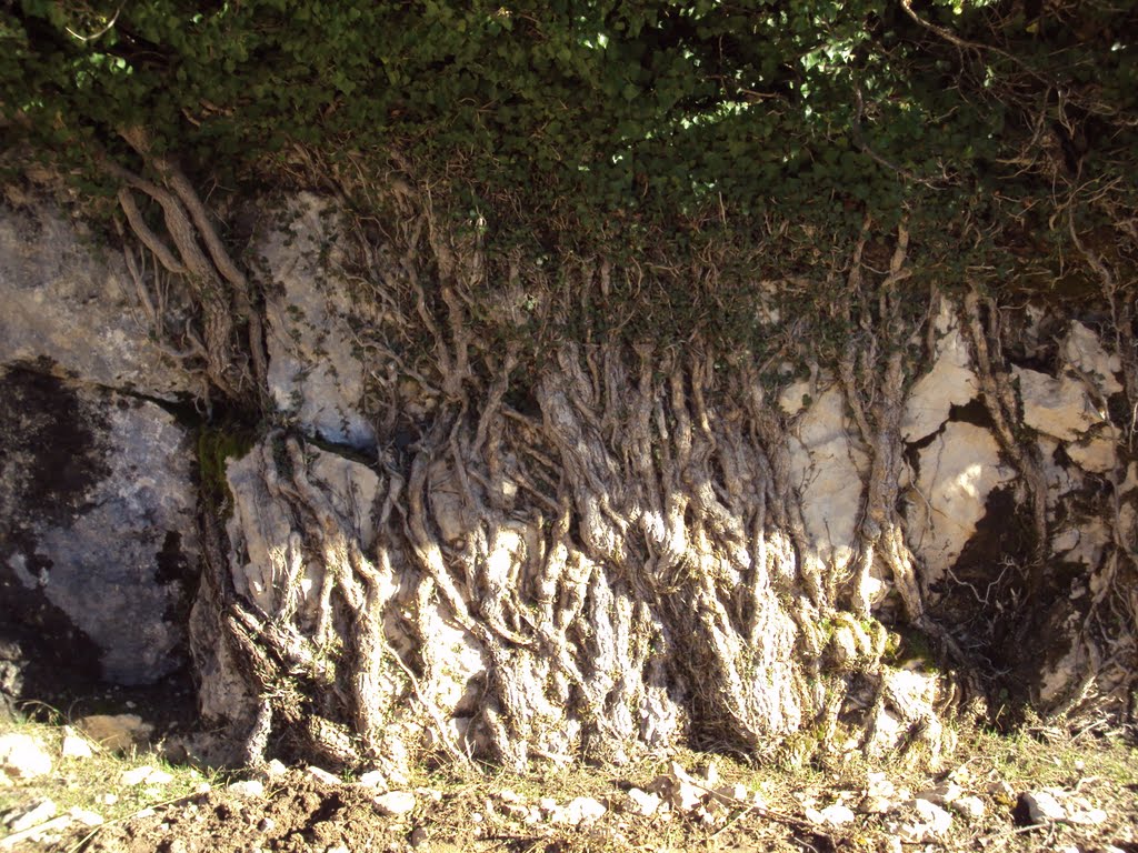 Las raices de la trepadora - Sierra del Pozo by Juan Ardébol