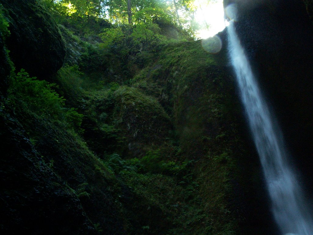 Oneonta Falls Moss by Dana Jensen