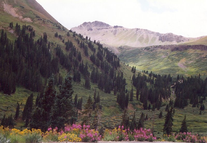 Wildflowers in Rockies by Allyson van den Heri…