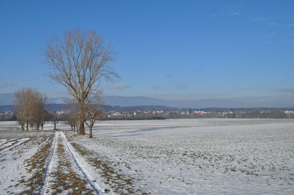 Ober-Wynau im Feld (Jan.11) by Swissboy