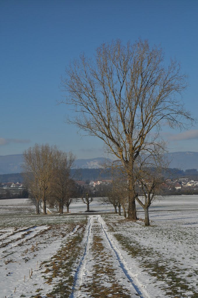 Ober-Wynau im Feld (Jan.11) by Swissboy