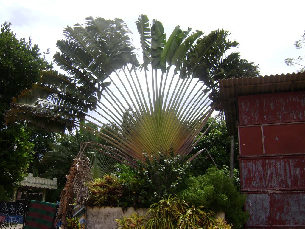 Fan Palm (விசிறிப் பனை) by Umapathy