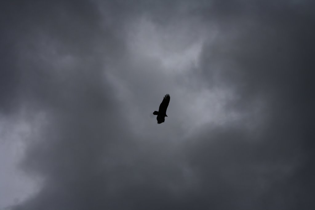 Vulture on a Stormy Day by RDrayerIII