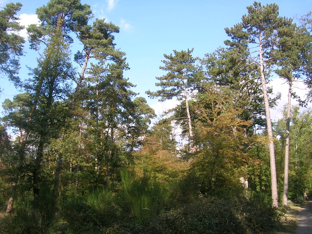 Forêt de Fontainebleau () by alnitam