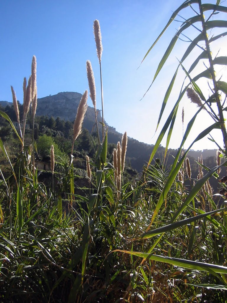 Long Grass - Near Deia, mallorca by Paul Thompson