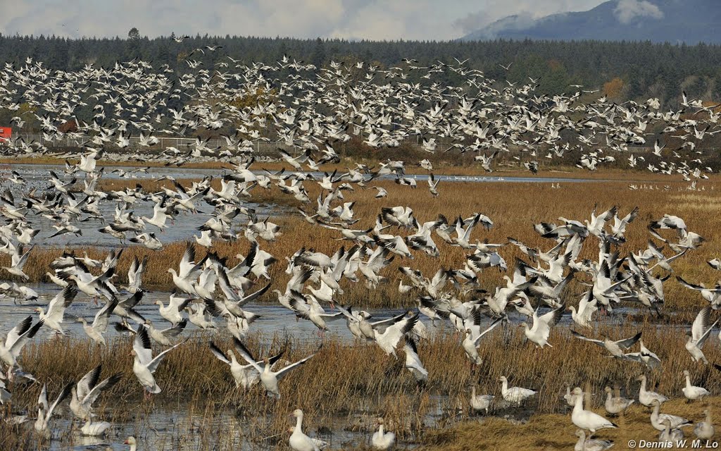 Snow Geese tsunami by dennis.yshconsult