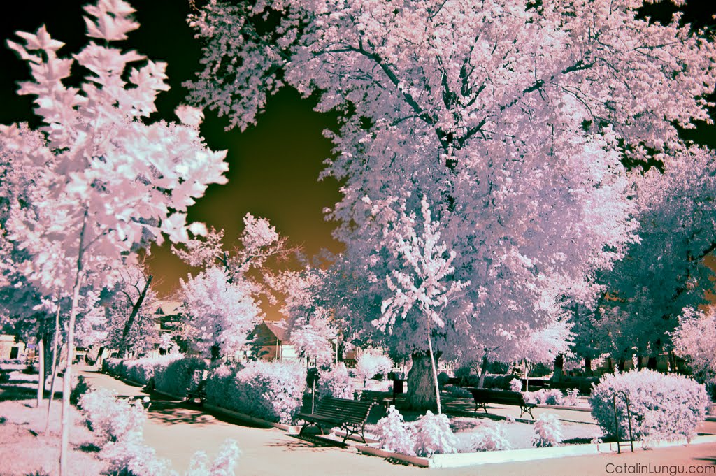 Parcul Central - Infrared Photography by Catalin Lungu