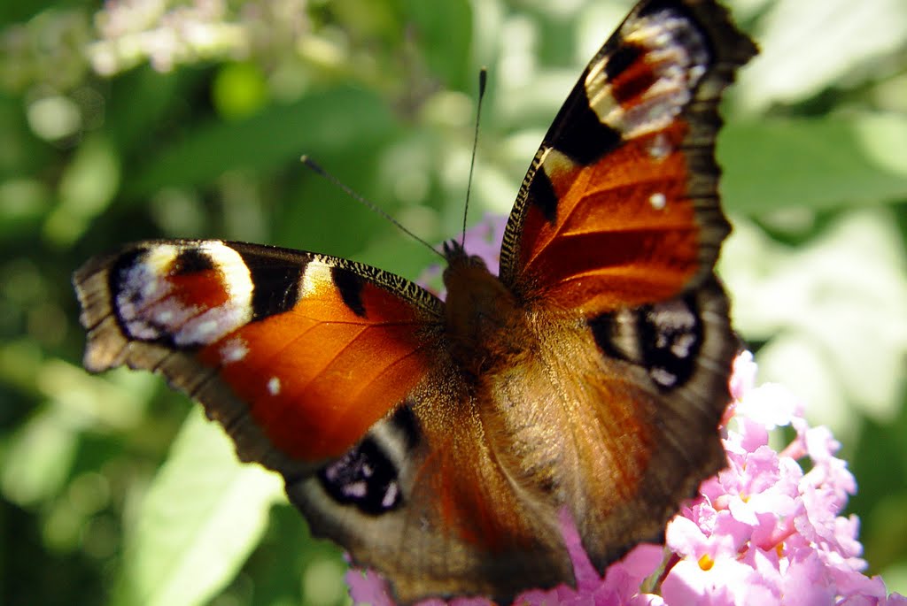 Tagpfauenauge, Inachis io, auf Sommerflieder, Buddleja davidii by Jürgen Grensing