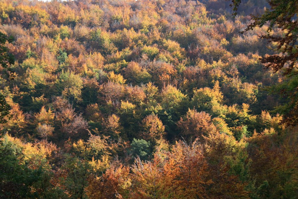 Tardor a la Garrotxa by garrote