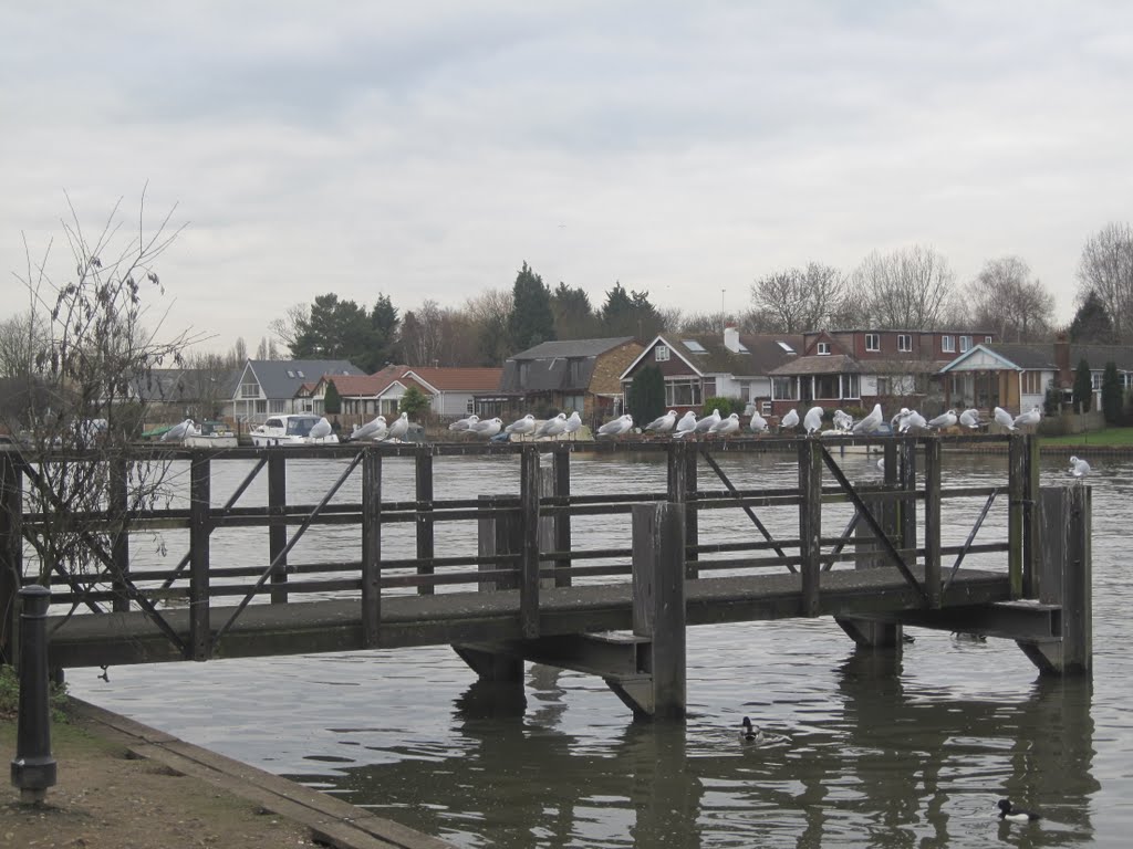 Seagulls On Jetty River Bank,Manor Road,Walton On Thames Surrey by IsabellaJ