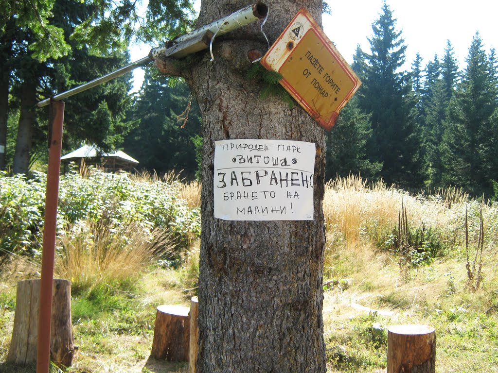 Near Zvezditsa Hut, Vitosha Mountain by Vladimir Tsekov