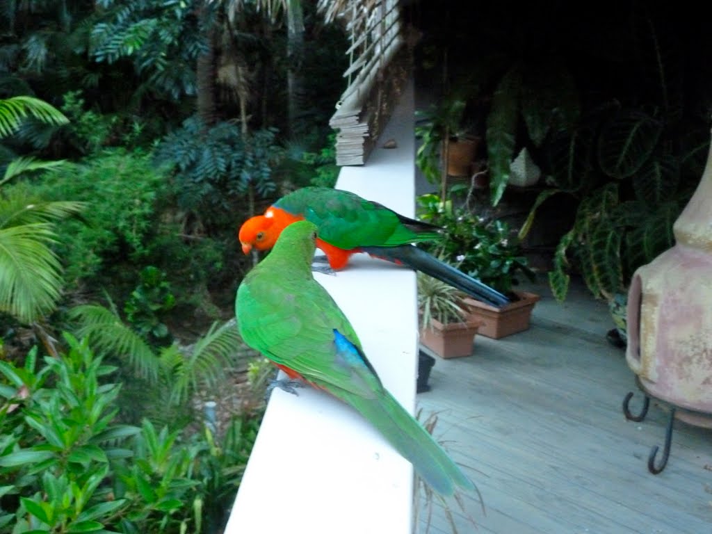 Mr & Mrs King Parrot by David Edwards