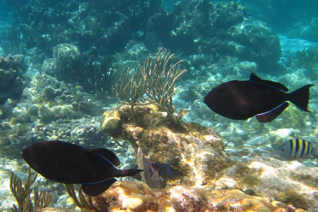 Reef at Stringray City, Grand Cayman by Greg Stringham