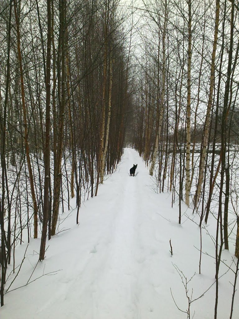 Path on snow through narrow birch alley by riihilato