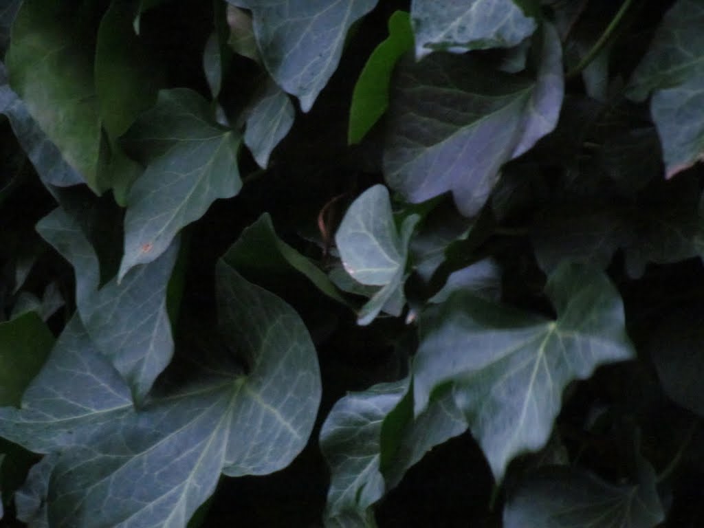 Belgium : Merelbeke : Green leafs of the Ivyplant by tinawaldo