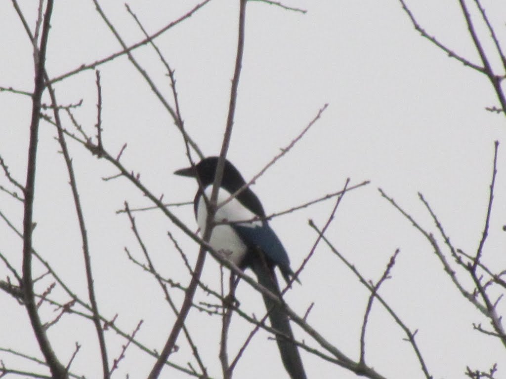 Belgium : Merelbeke : Magpie waiting for food by tinawaldo