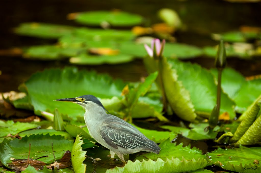 Pamplemousses, Mauritius by luca ciuffi