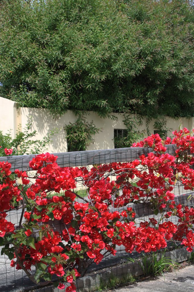 Brilliant Red bathed in the sunlight. by Jeanette_A