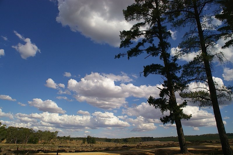 Mount Crawford forest by sebr