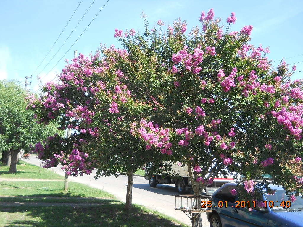 Claypole, Buenos Aires Province, Argentina by Claypolenato sur