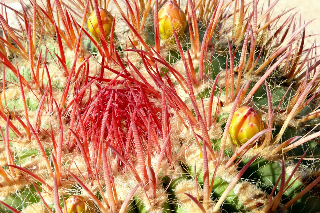 Desert flower by Peter L. Schwartz