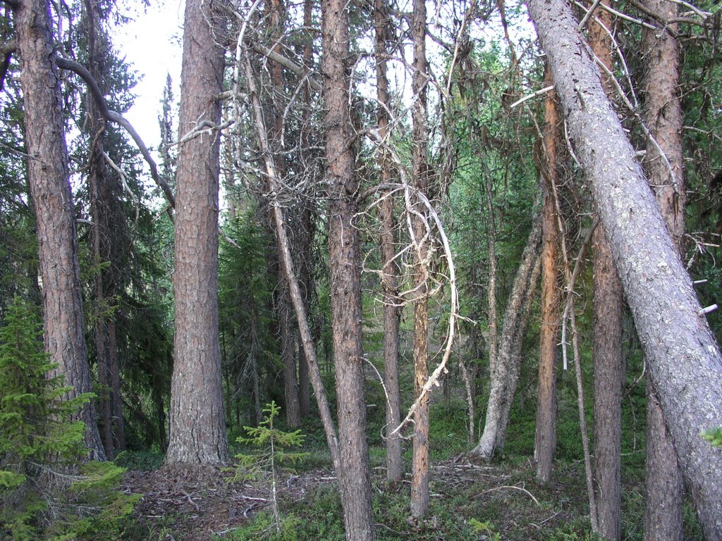 Makkavare unprotected old-growth forest 3 by OlliM