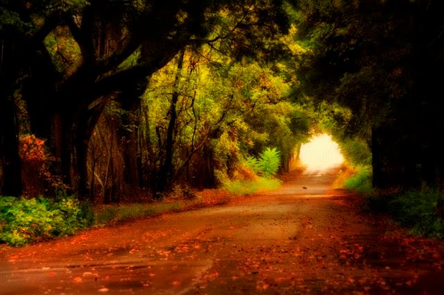 North Street Tunnel of Trees by price.kaw