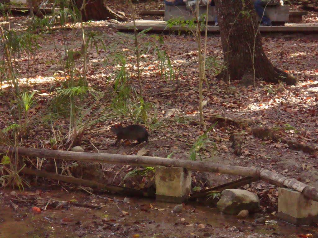 Capibara! ZooMAT by hugo oaxaca