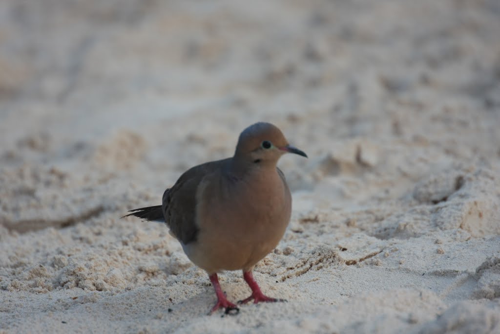 Pigeon by Oziver Lastname