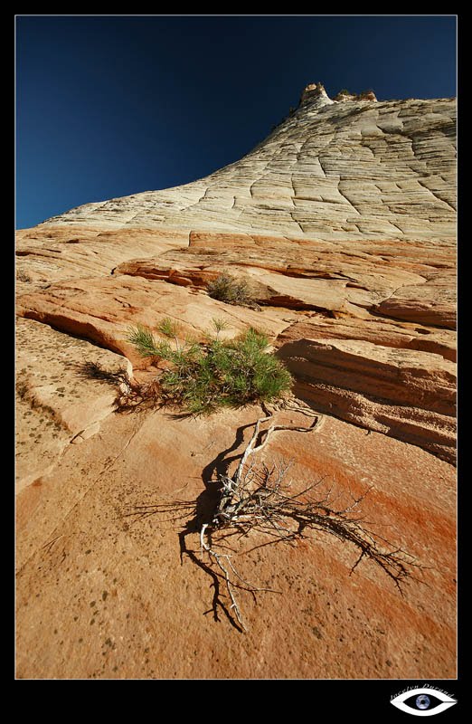 Zion by Jocelyn Durand