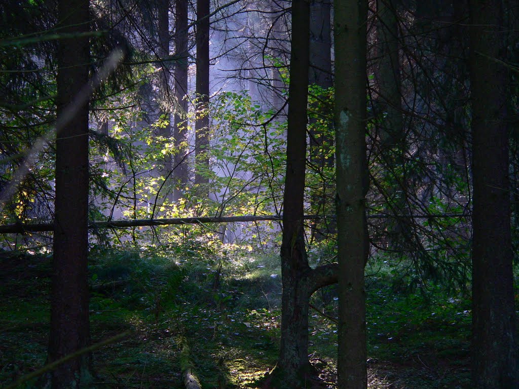 Waldblick beim Hetzgeshof Jucken Fewo by Hetzgeshof