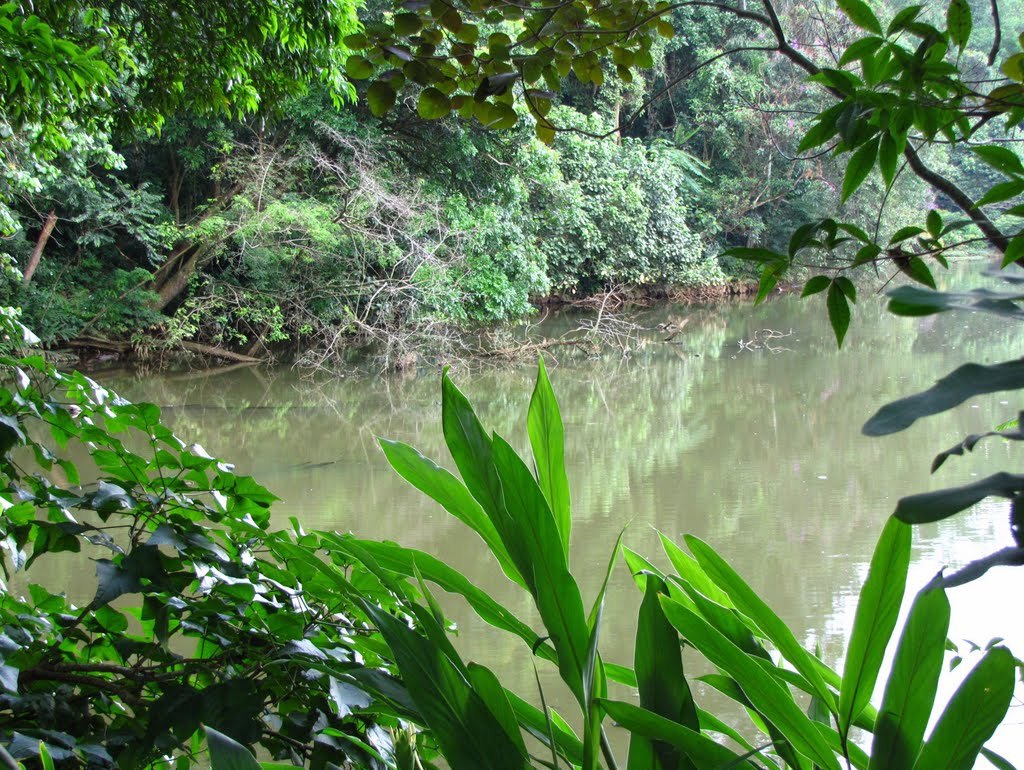 Lago - Parque Estadual do Jaraguá, São Paulo, SP, Brasil. by André Bonacin